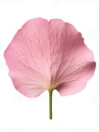 Flower Petal